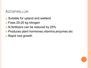 AZOSPIRILLUM
 Suitable for upland and wetland
 Fixes 20-25 kg nitrogen
 N fertilizers can be reduced by 25%
 Produces plant hormones,vitamins,enzymes etc
 Rapid root growth
 