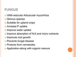 FUNGUS
 VAM-vesicular Arbuscular mycorrhiza
 Glomus species
 Suitable for upland crops
 Increase P uptake
 Improve water uptake
 Improve absorption of N,K and micro nutrients
 Improves root growth
 Prevents fungal disease
 Protects from nematodes
 Application-along with organic manure
 