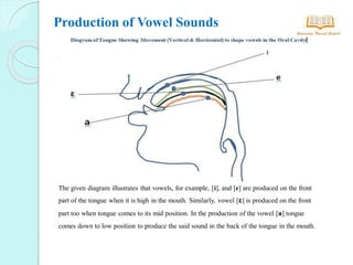 Production of Vowel Sounds in Oral Tract | PDF