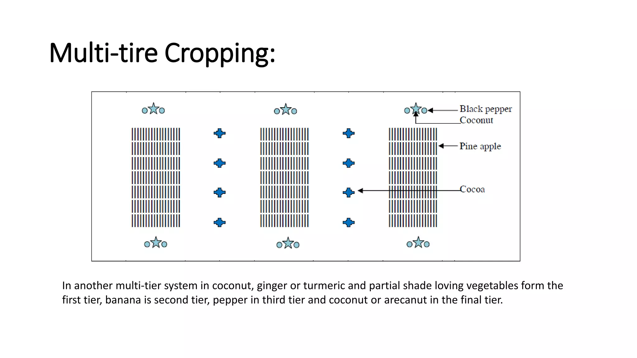 Multi-tire Cropping:
In another multi-tier system in coconut, ginger or turmeric and partial shade loving vegetables form the
first tier, banana is second tier, pepper in third tier and coconut or arecanut in the final tier.
 