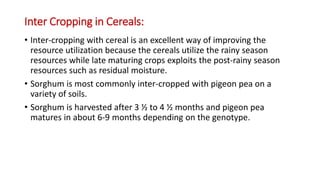 Inter Cropping in Cereals:
• Inter-cropping with cereal is an excellent way of improving the
resource utilization because the cereals utilize the rainy season
resources while late maturing crops exploits the post-rainy season
resources such as residual moisture.
• Sorghum is most commonly inter-cropped with pigeon pea on a
variety of soils.
• Sorghum is harvested after 3 ½ to 4 ½ months and pigeon pea
matures in about 6-9 months depending on the genotype.
 