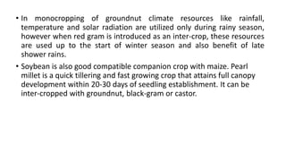 • In monocropping of groundnut climate resources like rainfall,
temperature and solar radiation are utilized only during rainy season,
however when red gram is introduced as an inter-crop, these resources
are used up to the start of winter season and also benefit of late
shower rains.
• Soybean is also good compatible companion crop with maize. Pearl
millet is a quick tillering and fast growing crop that attains full canopy
development within 20-30 days of seedling establishment. It can be
inter-cropped with groundnut, black-gram or castor.
 