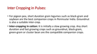 Inter Cropping in Pulses:
• For pigeon pea, short duration grain legumes such as black-gram and
soybean are the best companion crops in Peninsular India. Groundnut
is also a suitable inter-crop.
• Inter-cropping in cotton: It is initially a slow growing crop. Any short
duration and fast growing crops such as groundnut, black-gram,
green-gram or cluster bean are the compatible companion crops.
 