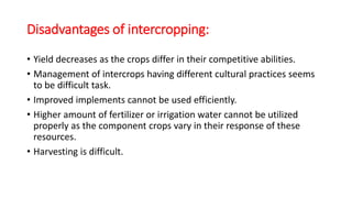 Disadvantages of intercropping:
• Yield decreases as the crops differ in their competitive abilities.
• Management of intercrops having different cultural practices seems
to be difficult task.
• Improved implements cannot be used efficiently.
• Higher amount of fertilizer or irrigation water cannot be utilized
properly as the component crops vary in their response of these
resources.
• Harvesting is difficult.
 