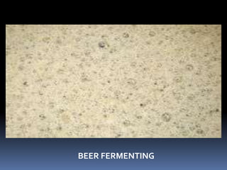 BEER FERMENTING
 