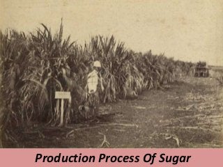 Production Process Of Sugar
 