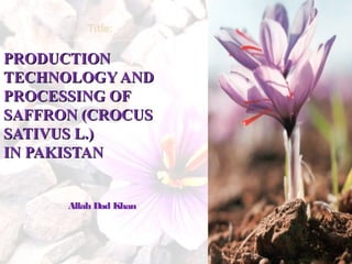 PRODUCTIONPRODUCTION
TECHNOLOGY ANDTECHNOLOGY AND
PROCESSING OFPROCESSING OF
SAFFRON (CROCUSSAFFRON (CROCUS
SATIVUS L.)SATIVUS L.)
IN PAKISTANIN PAKISTAN
Title:
Allah Dad Khan
 