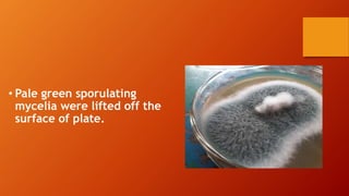 • Pale green sporulating
mycelia were lifted off the
surface of plate.
 
