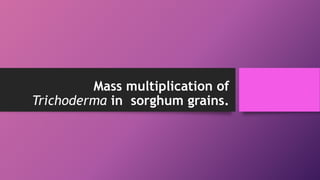 Mass multiplication of
Trichoderma in sorghum grains.
 