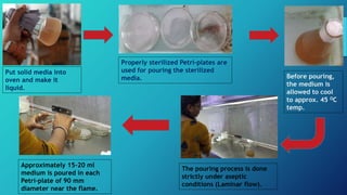 Put solid media into
oven and make it
liquid.
Properly sterilized Petri-plates are
used for pouring the sterilized
media. Before pouring,
the medium is
allowed to cool
to approx. 45 OC
temp.
The pouring process is done
strictly under aseptic
conditions (Laminar flow).
Approximately 15-20 ml
medium is poured in each
Petri-plate of 90 mm
diameter near the flame.
 