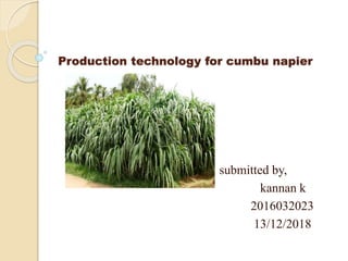 Production technology for cumbu napier
submitted by,
kannan k
2016032023
13/12/2018
 