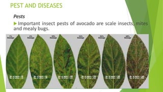 PRODUCTION TECHNOLOGY OF AVOCADO.pptx