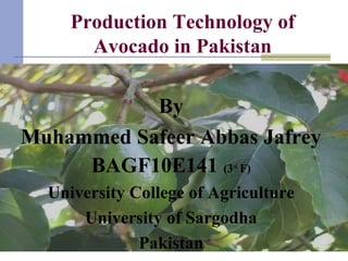 Production Technology of
Avocado in Pakistan
By
Muhammed Safeer Abbas Jafrey
BAGF10E141 (3rd
F)
University College of Agriculture
University of Sargodha
Pakistan
 