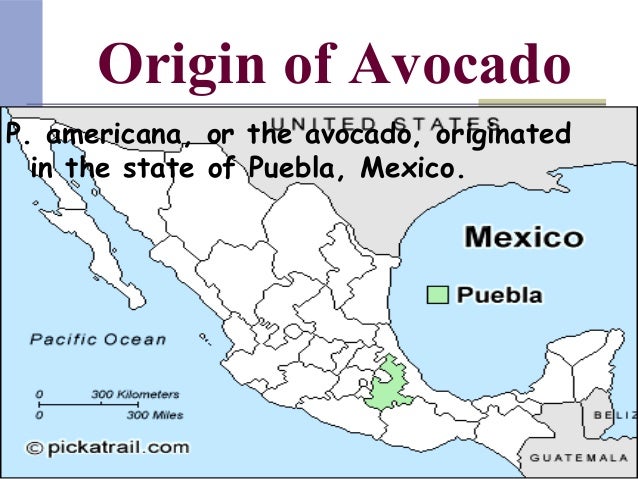 production technology of avocado in pakistan origin of avocado