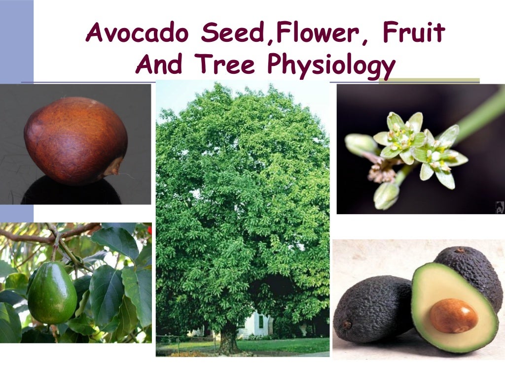 Production Technology of Avocado in Pakistan