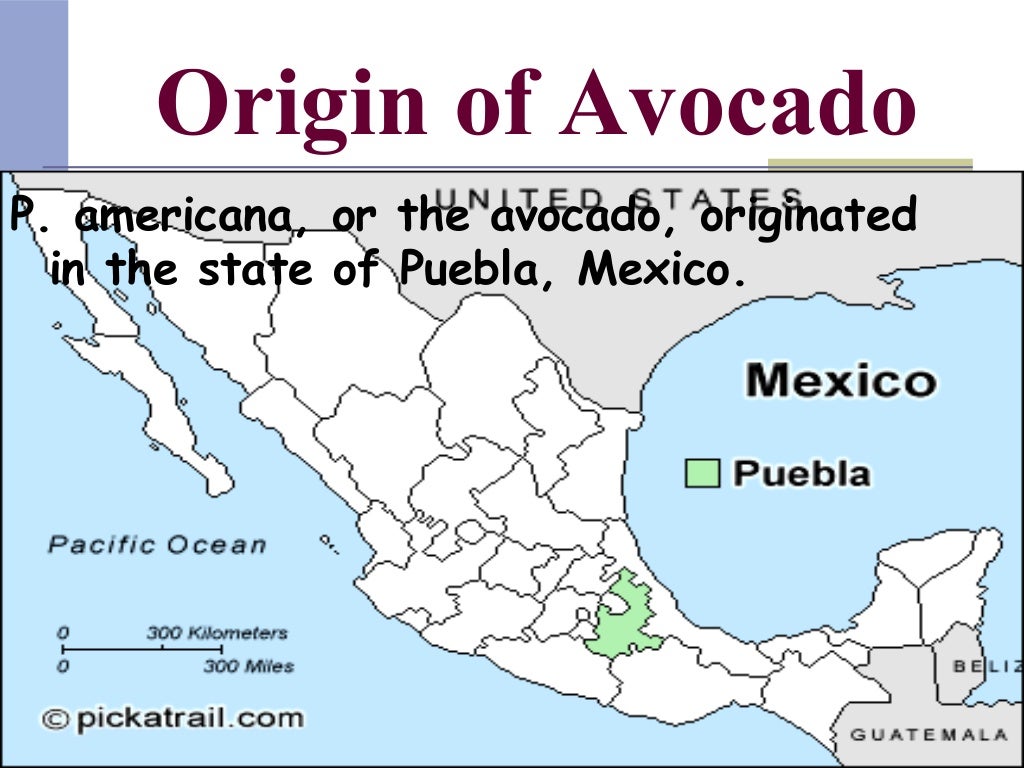 origin of avocado