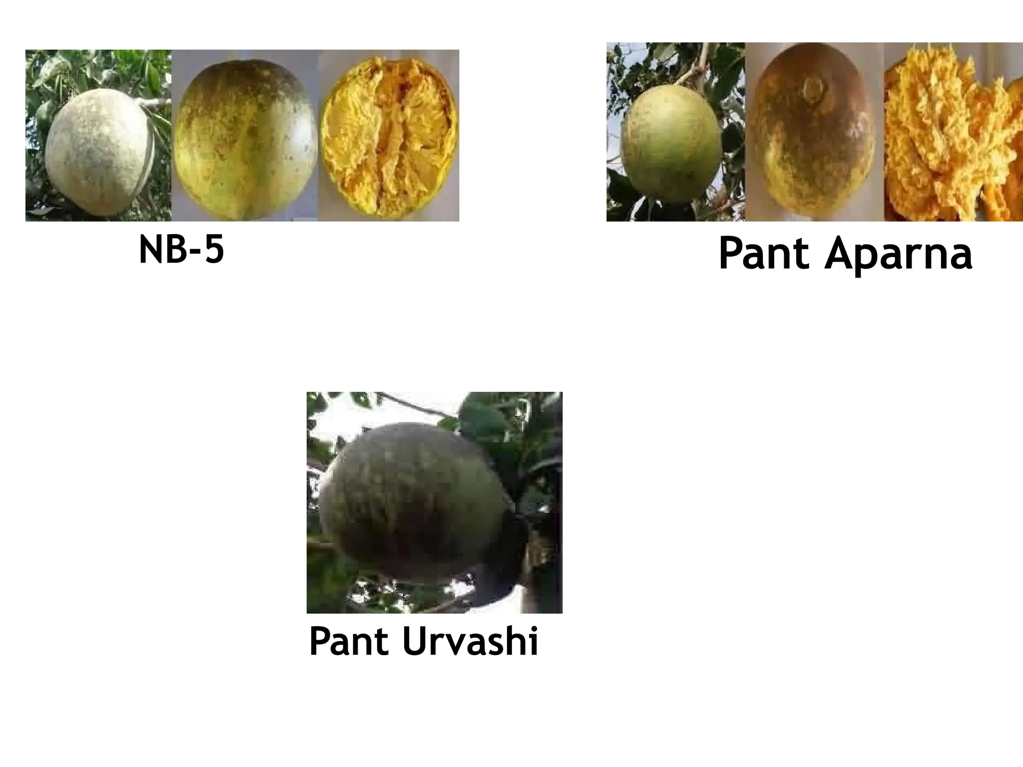 NB-5 Pant Aparna
Pant Urvashi
 