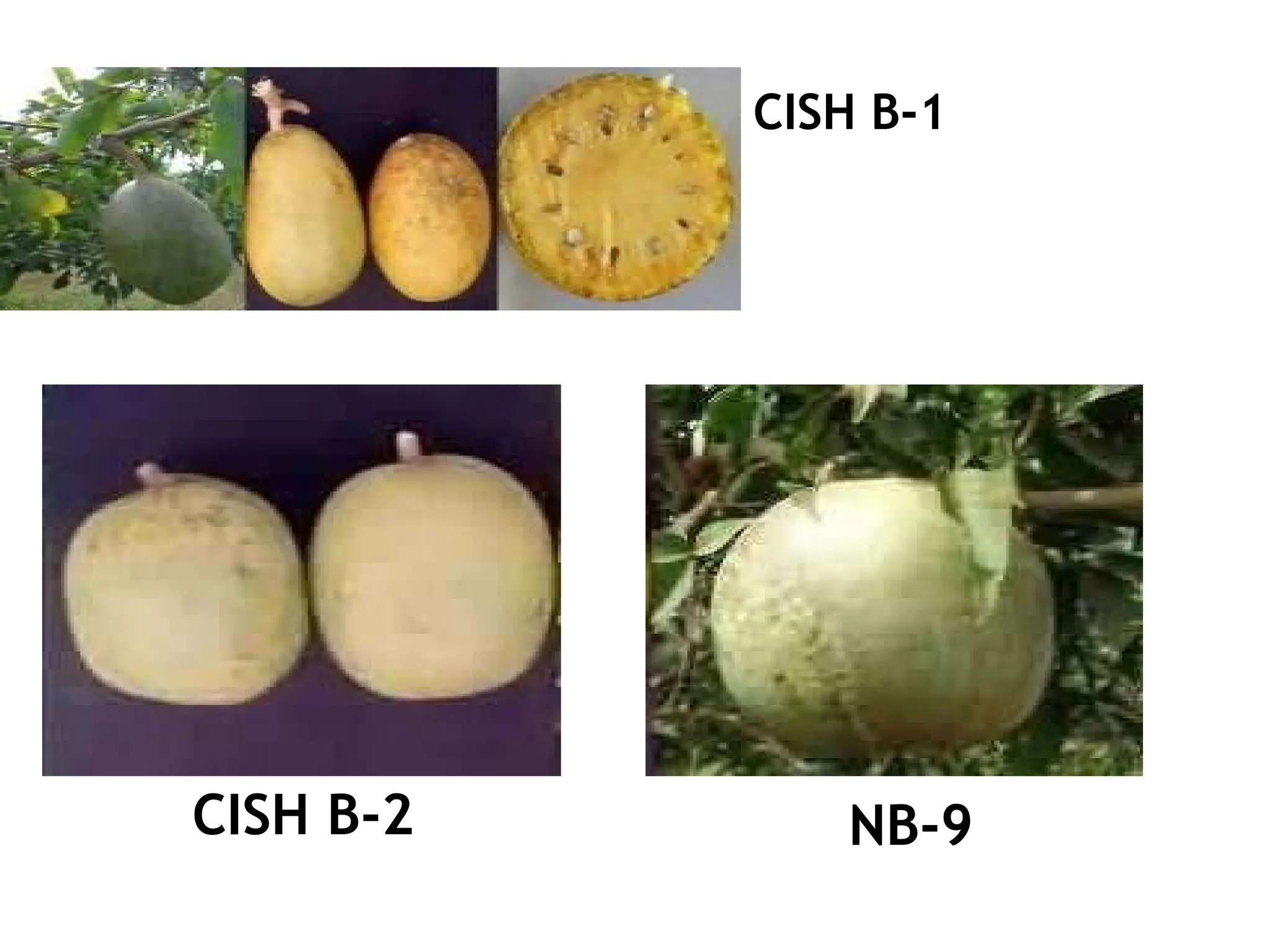 CISH B-1
CISH B-2 NB-9
 