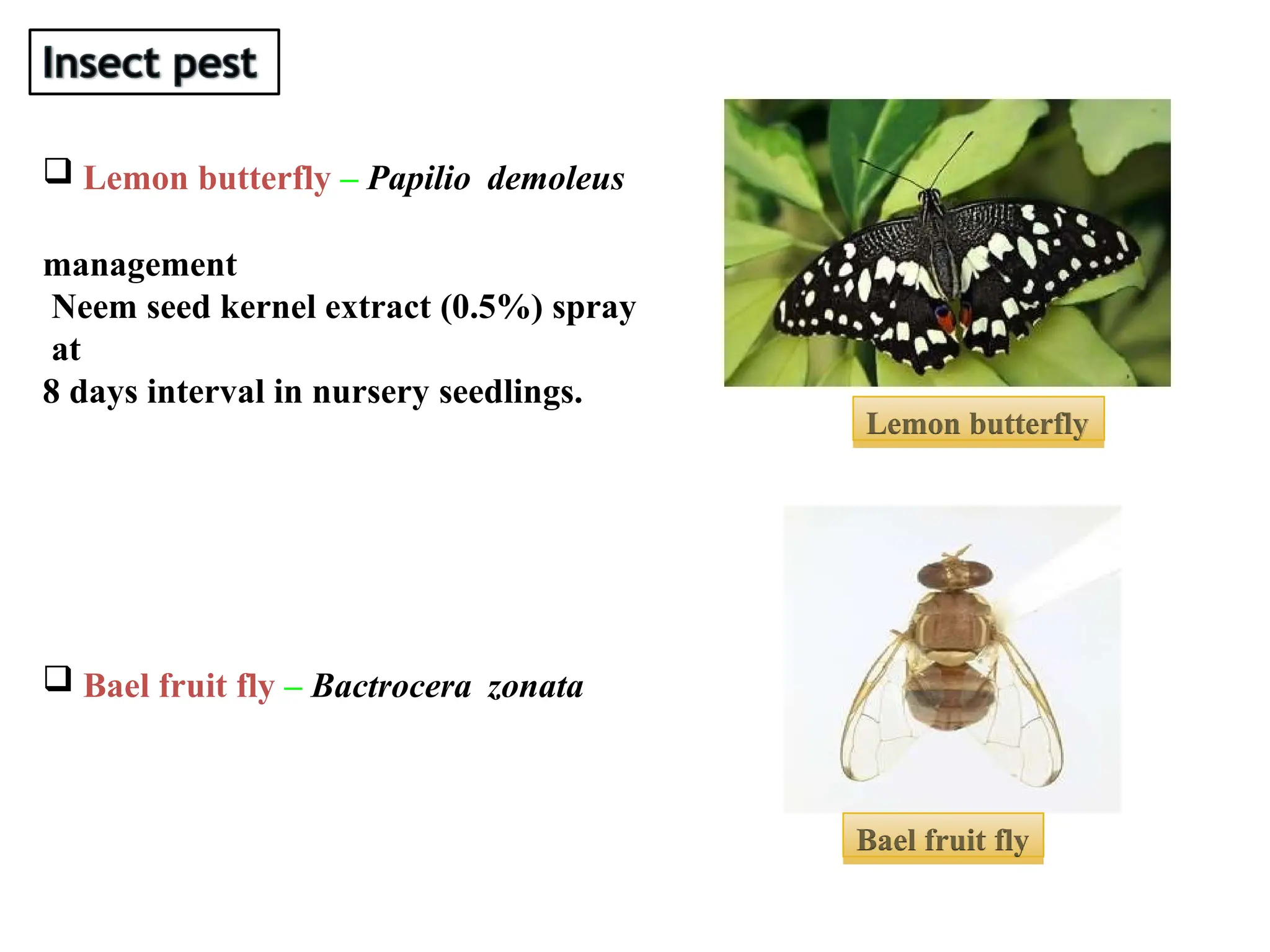  Lemon butterfly – Papilio demoleus
management
Neem seed kernel extract (0.5%) spray
at
8 days interval in nursery seedlings.
 Bael fruit fly – Bactrocera zonata
Lemon butterfly
Bael fruit fly
 