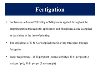 Normal Fertigation Advances in production technology of Banana.pdf