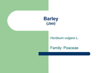 Barley
(Jao)
Hordeum vulgare L.
Family: Poaceae
 
