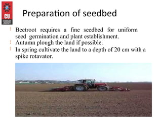 Production technology of Beetroot (2).ppt