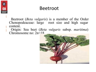 Production technology of Beetroot (2).ppt