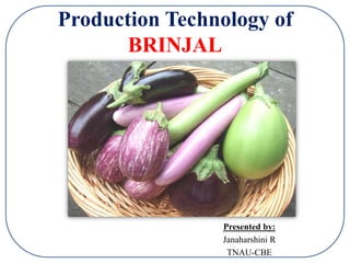 Production Technology of
BRINJAL
Presented by:
Janaharshini R
TNAU-CBE
 