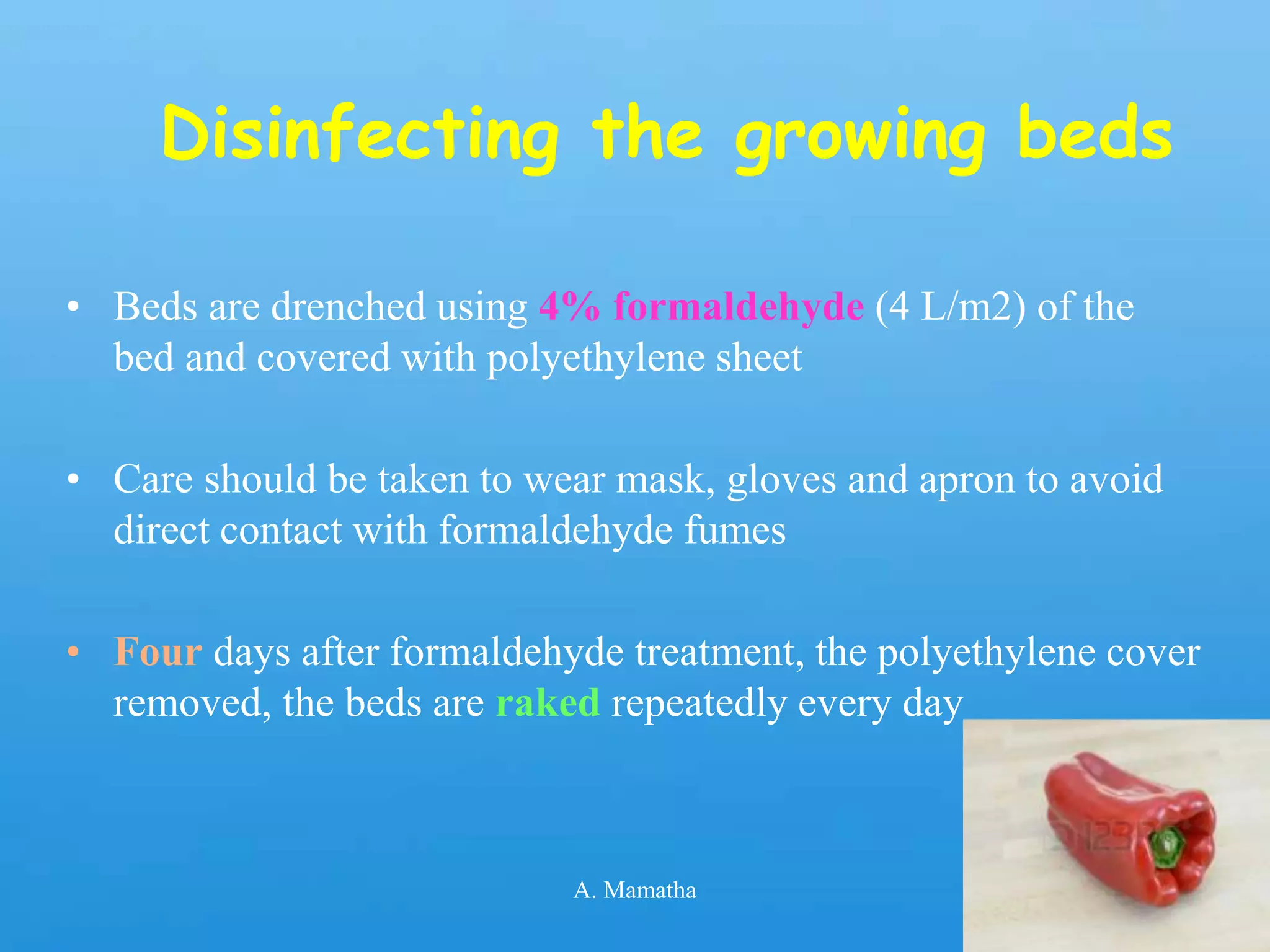 Disinfecting the growing beds
• Beds are drenched using 4% formaldehyde (4 L/m2) of the
bed and covered with polyethylene sheet
• Care should be taken to wear mask, gloves and apron to avoid
direct contact with formaldehyde fumes
• Four days after formaldehyde treatment, the polyethylene cover
removed, the beds are raked repeatedly every day
A. Mamatha
 