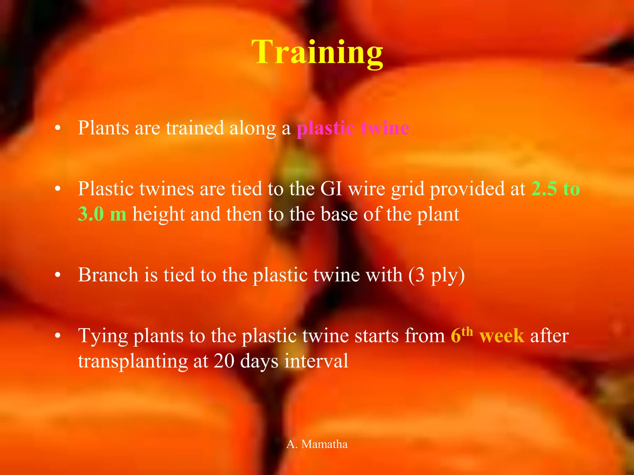 Training
• Plants are trained along a plastic twine
• Plastic twines are tied to the GI wire grid provided at 2.5 to
3.0 m height and then to the base of the plant
• Branch is tied to the plastic twine with (3 ply)
• Tying plants to the plastic twine starts from 6th week after
transplanting at 20 days interval
A. Mamatha
 