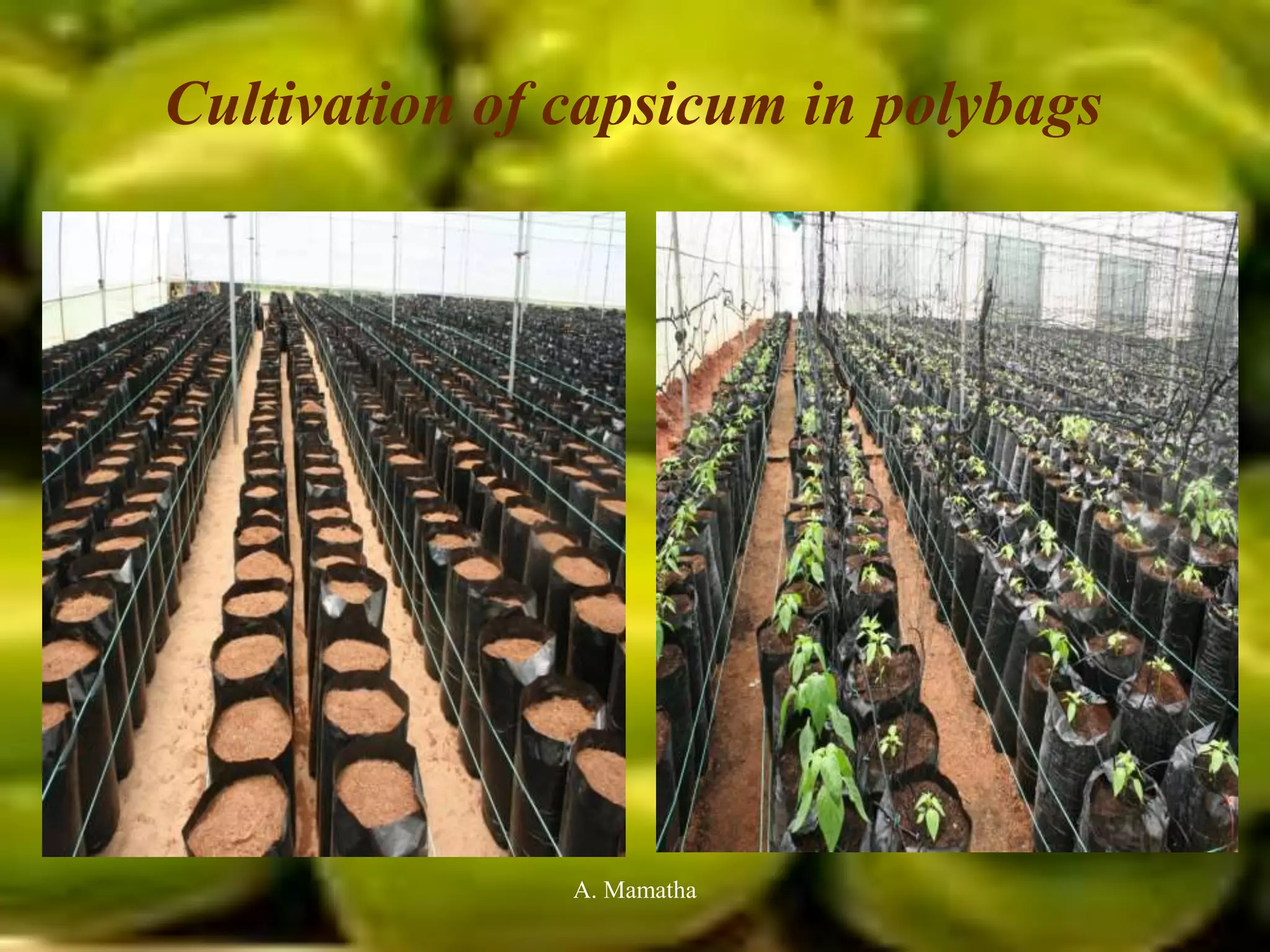 Cultivation of capsicum in polybags
A. Mamatha
 