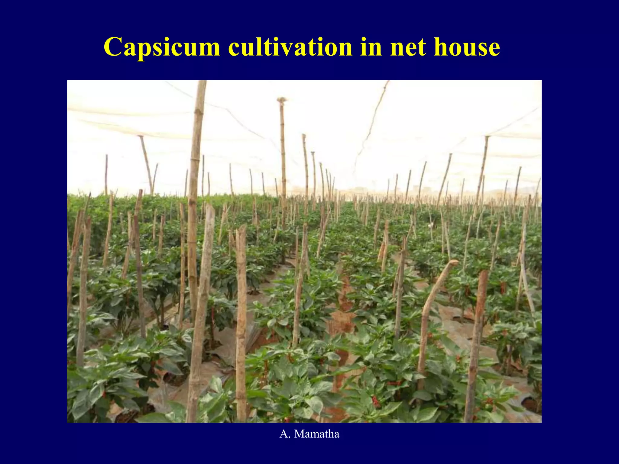 Capsicum cultivation in net house
A. Mamatha
 