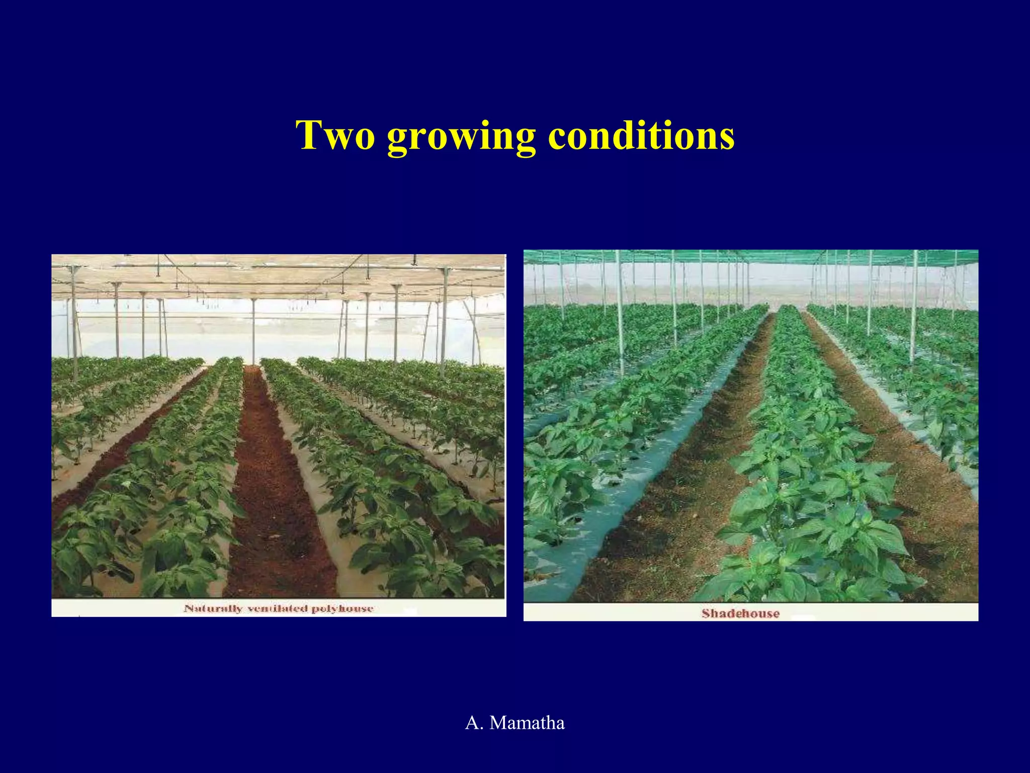 Two growing conditions
A. Mamatha
 