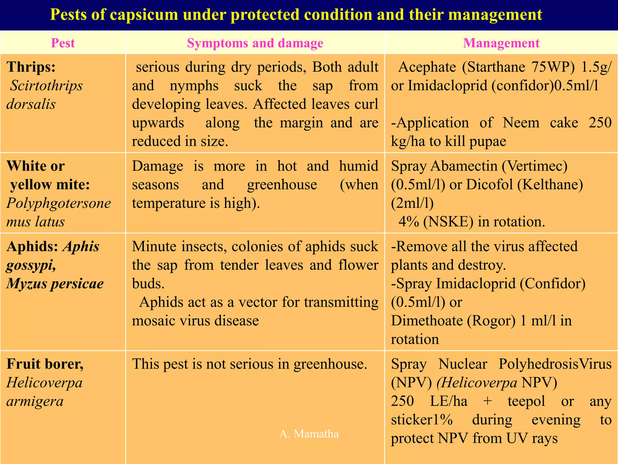 Pests of capsicum under protected condition and their management
Pest Symptoms and damage Management
Thrips:
Scirtothrips
dorsalis
serious during dry periods, Both adult
and nymphs suck the sap from
developing leaves. Affected leaves curl
upwards along the margin and are
reduced in size.
Acephate (Starthane 75WP) 1.5g/
or Imidacloprid (confidor)0.5ml/l
-Application of Neem cake 250
kg/ha to kill pupae
White or
yellow mite:
Polyphgotersone
mus latus
Damage is more in hot and humid
seasons and greenhouse (when
temperature is high).
Spray Abamectin (Vertimec)
(0.5ml/l) or Dicofol (Kelthane)
(2ml/l)
4% (NSKE) in rotation.
Aphids: Aphis
gossypi,
Myzus persicae
Minute insects, colonies of aphids suck
the sap from tender leaves and flower
buds.
Aphids act as a vector for transmitting
mosaic virus disease
-Remove all the virus affected
plants and destroy.
-Spray Imidacloprid (Confidor)
(0.5ml/l) or
Dimethoate (Rogor) 1 ml/l in
rotation
Fruit borer,
Helicoverpa
armigera
This pest is not serious in greenhouse. Spray Nuclear PolyhedrosisVirus
(NPV) (Helicoverpa NPV)
250 LE/ha + teepol or any
sticker1% during evening to
protect NPV from UV rays
A. Mamatha
 