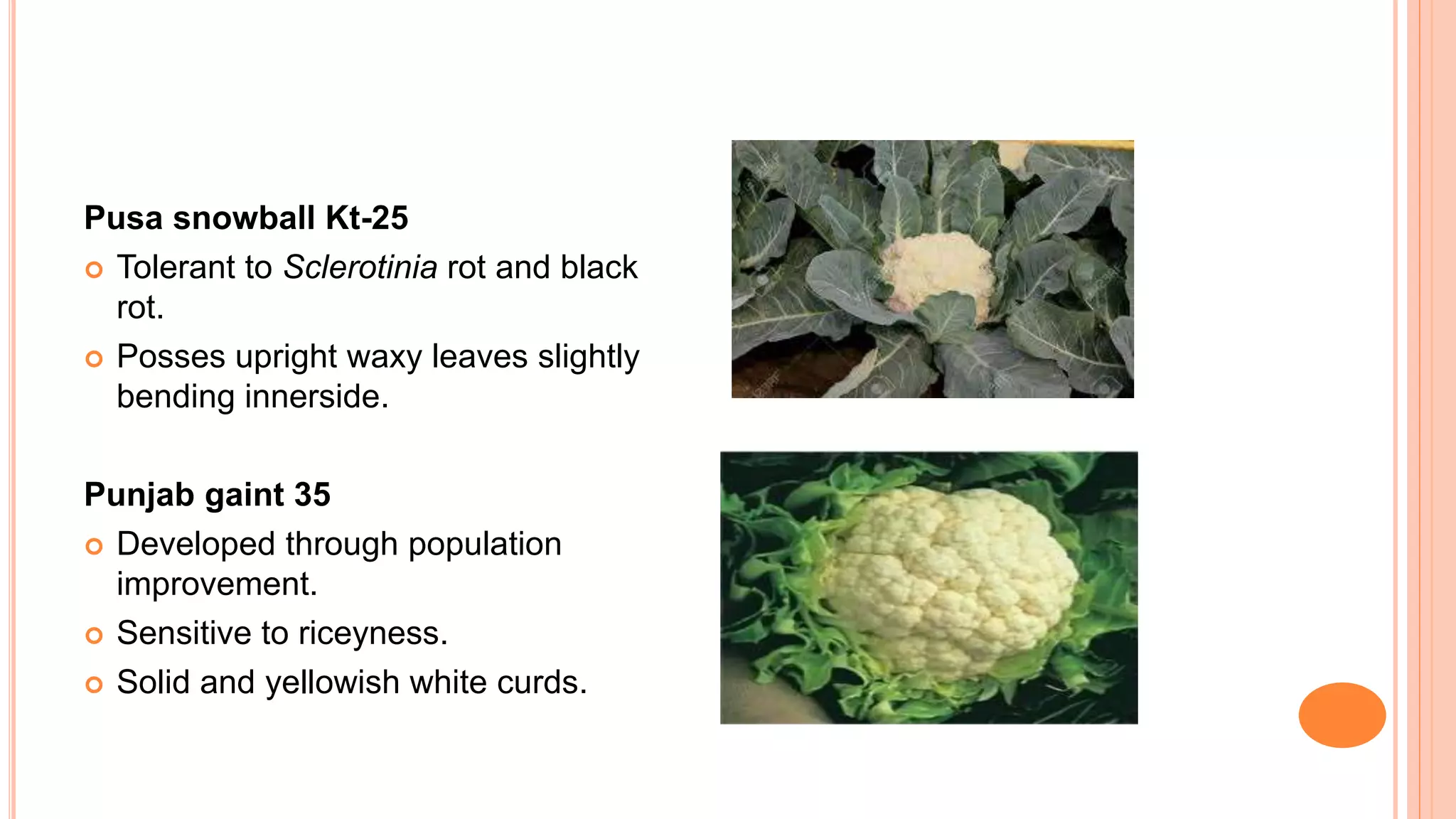 Pusa snowball Kt-25
 Tolerant to Sclerotinia rot and black
rot.
 Posses upright waxy leaves slightly
bending innerside.
Punjab gaint 35
 Developed through population
improvement.
 Sensitive to riceyness.
 Solid and yellowish white curds.
 