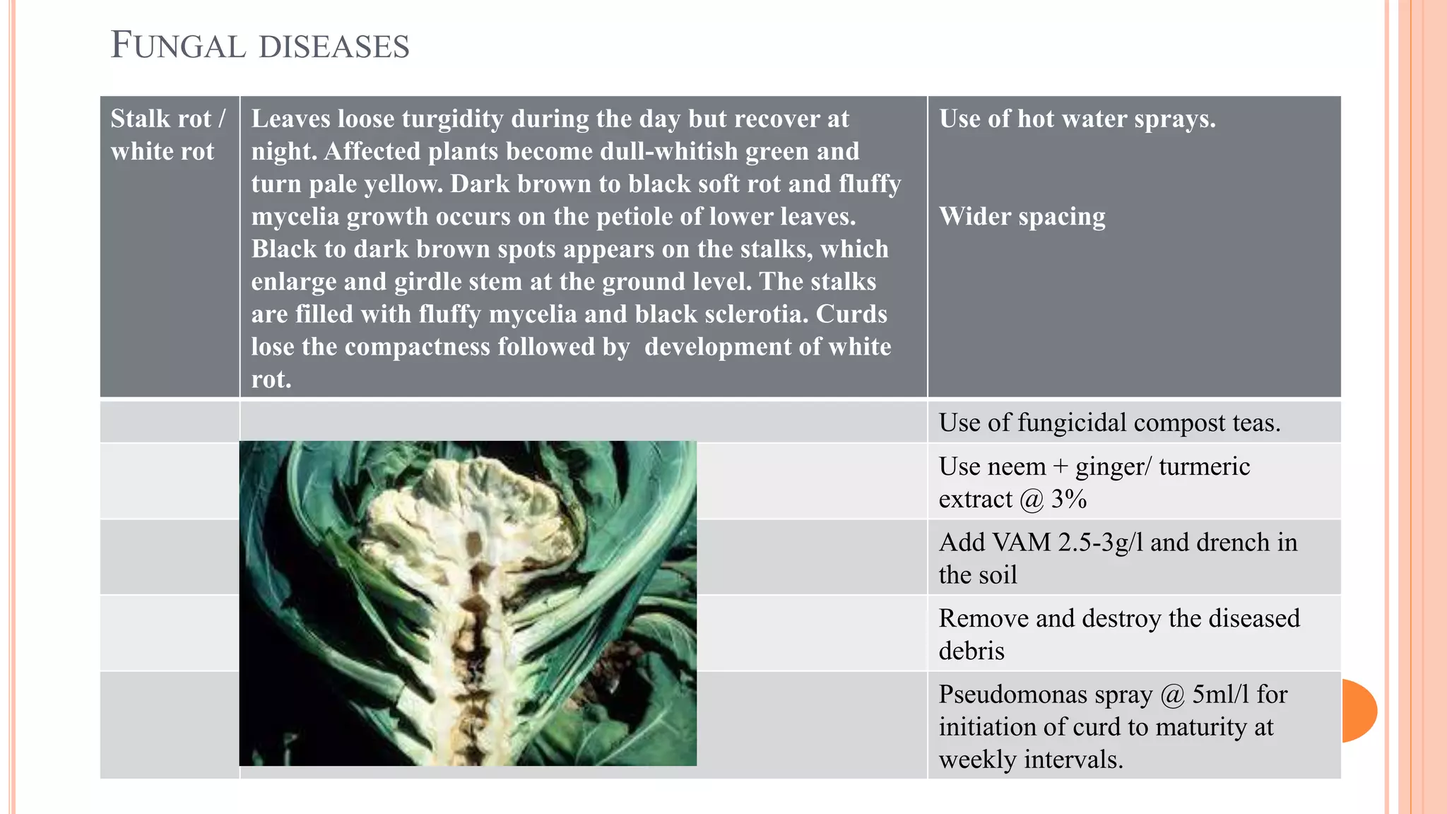 FUNGAL DISEASES
Stalk rot /
white rot
Leaves loose turgidity during the day but recover at
night. Affected plants become dull-whitish green and
turn pale yellow. Dark brown to black soft rot and fluffy
mycelia growth occurs on the petiole of lower leaves.
Black to dark brown spots appears on the stalks, which
enlarge and girdle stem at the ground level. The stalks
are filled with fluffy mycelia and black sclerotia. Curds
lose the compactness followed by development of white
rot.
Use of hot water sprays.
Wider spacing
Use of fungicidal compost teas.
Use neem + ginger/ turmeric
extract @ 3%
Add VAM 2.5-3g/l and drench in
the soil
Remove and destroy the diseased
debris
Pseudomonas spray @ 5ml/l for
initiation of curd to maturity at
weekly intervals.
 