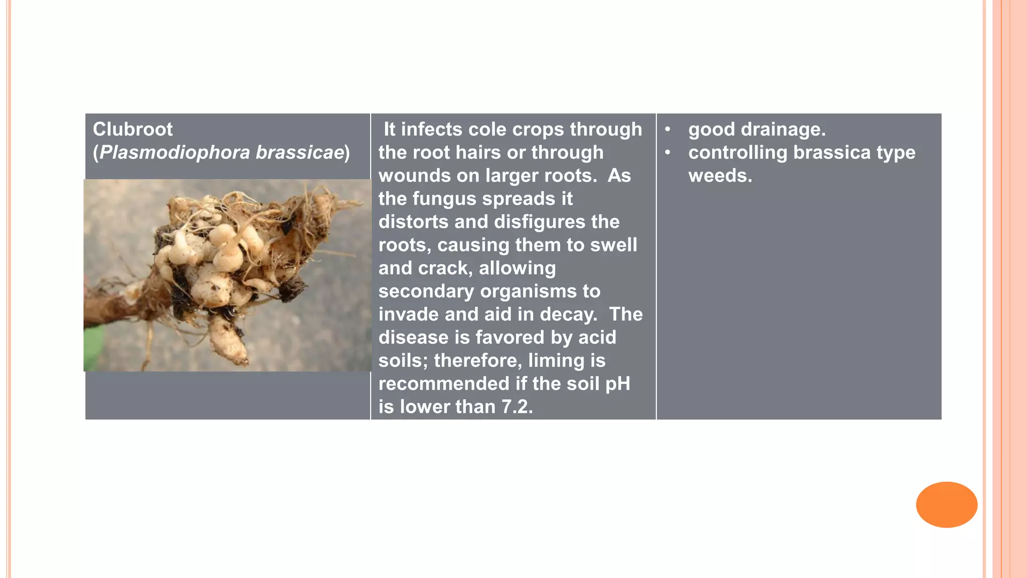 Clubroot
(Plasmodiophora brassicae)
It infects cole crops through
the root hairs or through
wounds on larger roots. As
the fungus spreads it
distorts and disﬁgures the
roots, causing them to swell
and crack, allowing
secondary organisms to
invade and aid in decay. The
disease is favored by acid
soils; therefore, liming is
recommended if the soil pH
is lower than 7.2.
• good drainage.
• controlling brassica type
weeds.
 