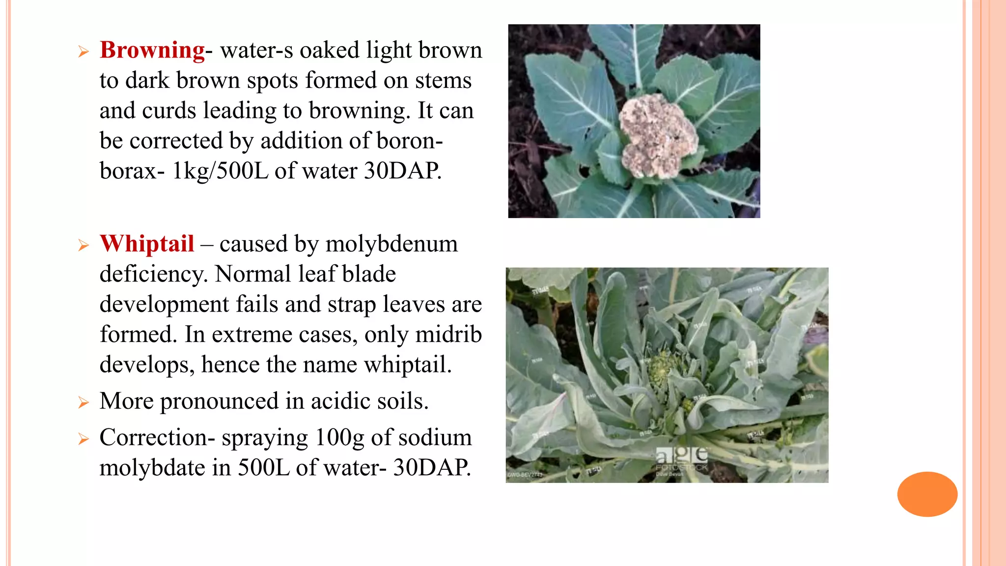  Browning- water-s oaked light brown
to dark brown spots formed on stems
and curds leading to browning. It can
be corrected by addition of boron-
borax- 1kg/500L of water 30DAP.
 Whiptail – caused by molybdenum
deficiency. Normal leaf blade
development fails and strap leaves are
formed. In extreme cases, only midrib
develops, hence the name whiptail.
 More pronounced in acidic soils.
 Correction- spraying 100g of sodium
molybdate in 500L of water- 30DAP.
 