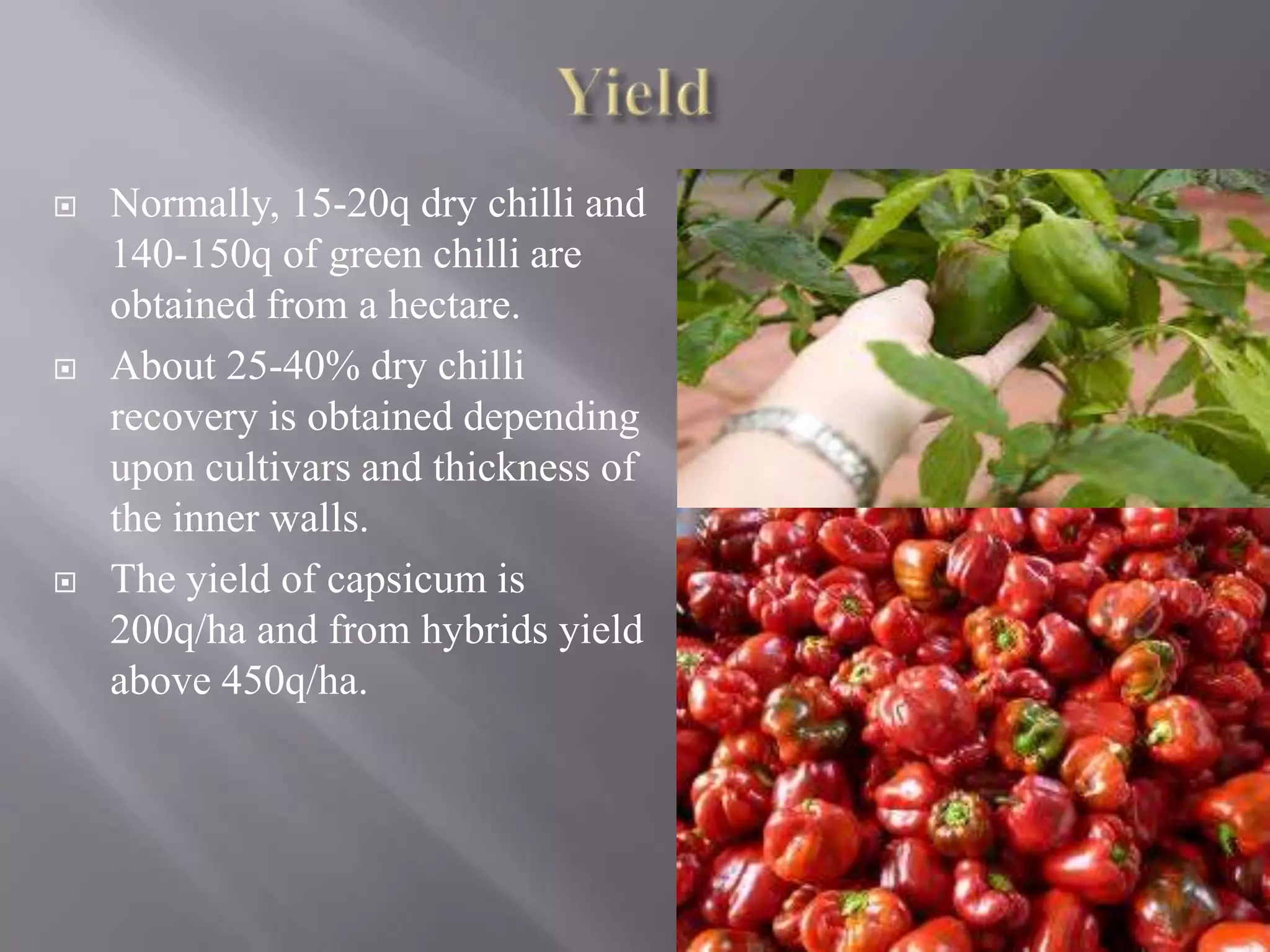 Chilli Production Guide.pdf Production technology of chili and capsicum | PPTX