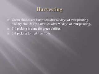    Green chillies are harvested after 60 days of transplanting
    and dry chillies are harvested after 90 days of transp...