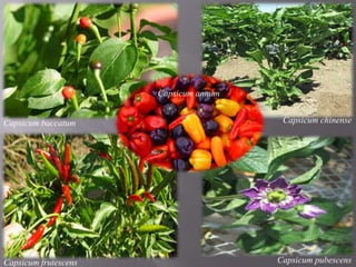 Production technology of chili and capsicum Slide 9