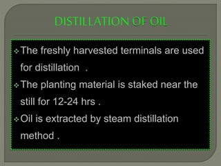 The freshly harvested terminals are used
for distillation .
The planting material is staked near the
still for 12-24 hrs .
Oil is extracted by steam distillation
method .
 