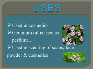Used in cosmetics .
Geranium oil is used as
perfume .
Used in scenting of soaps, face
powder & cosmetics
 