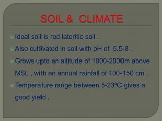  Ideal soil is red lateritic soil .
 Also cultivated in soil with pH of 5.5-8 .
 Grows upto an altitude of 1000-2000m above
MSL , with an annual rainfall of 100-150 cm .
 Temperature range between 5-23ºC gives a
good yield .
 