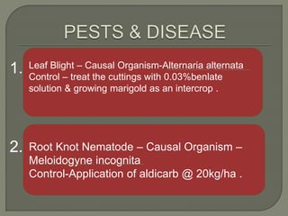Leaf Blight – Causal Organism-Alternaria alternata
Control – treat the cuttings with 0.03%benlate
solution & growing marigold as an intercrop .
Root Knot Nematode – Causal Organism –
Meloidogyne incognita
Control-Application of aldicarb @ 20kg/ha .
1.
2.
 