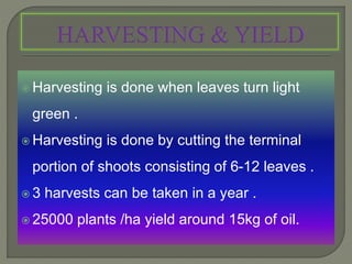  Harvesting is done when leaves turn light
green .
 Harvesting is done by cutting the terminal
portion of shoots consisting of 6-12 leaves .
 3 harvests can be taken in a year .
 25000 plants /ha yield around 15kg of oil.
 