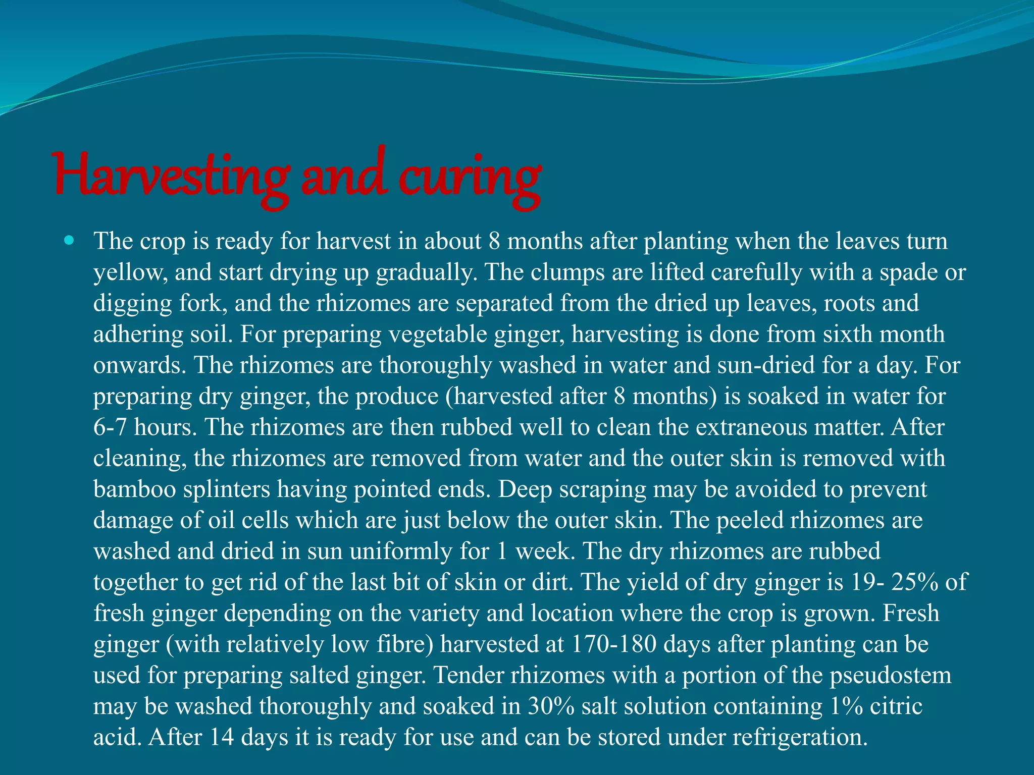 Ginger Curing Process Production technology of ginger | PPTX