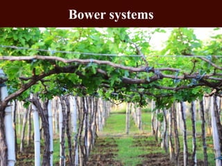 Advances in production technology of Grapes.pdf