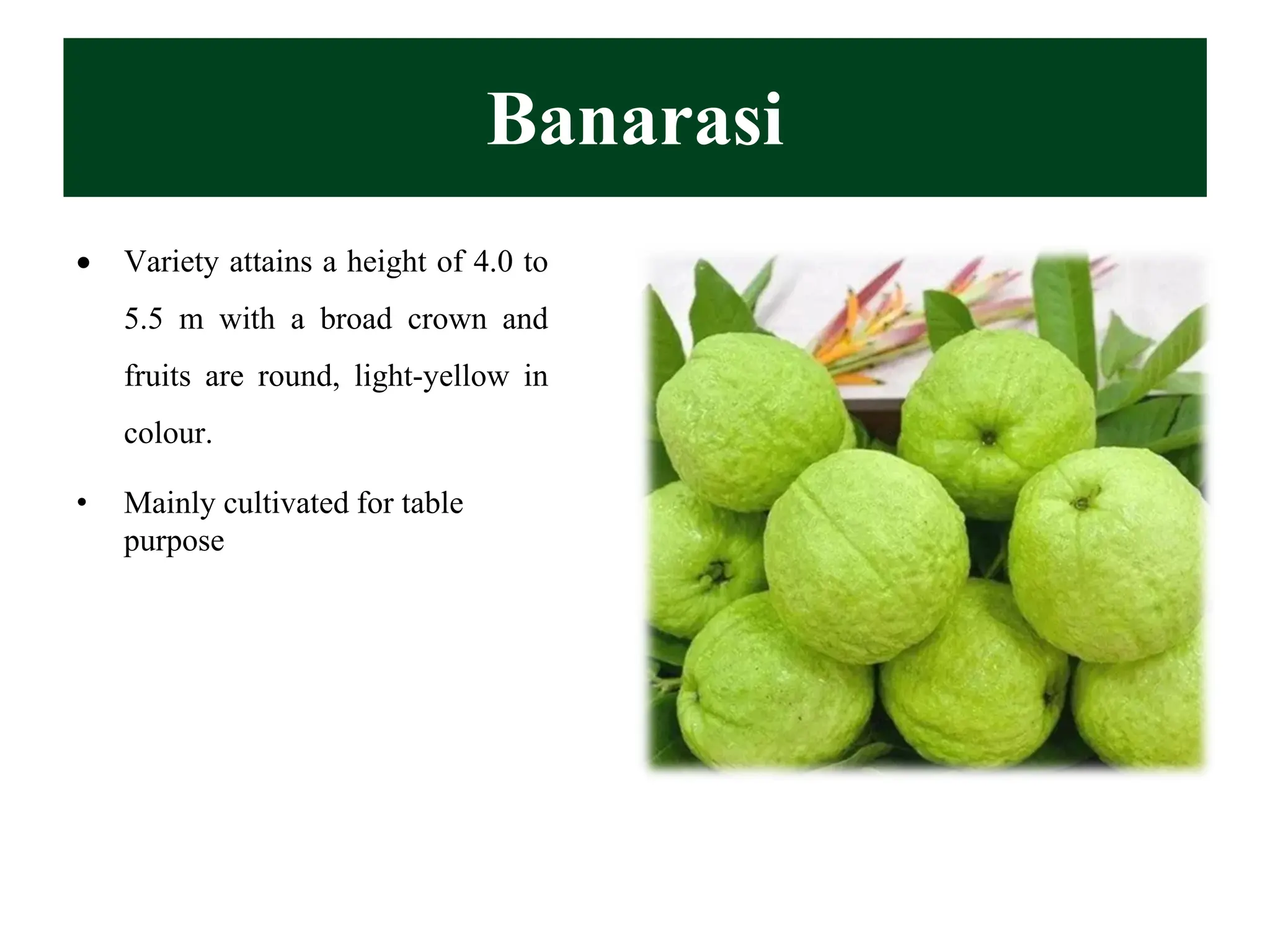 Banarasi
• Variety attains a height of 4.0 to
5.5 m with a broad crown and
fruits are round, light-yellow in
colour.
• Mainly cultivated for table
purpose
 