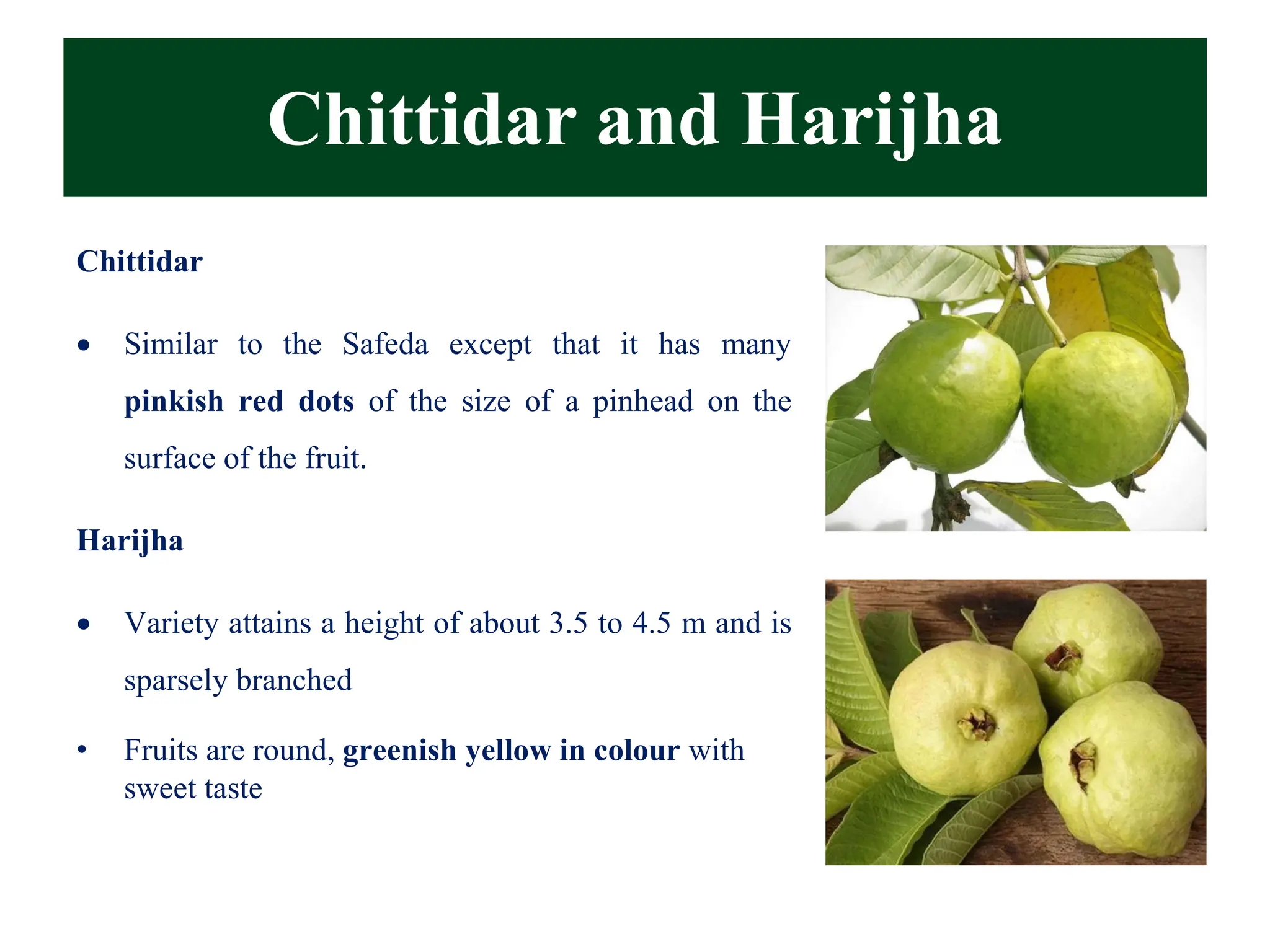 Chittidar and Harijha
Chittidar
• Similar to the Safeda except that it has many
pinkish red dots of the size of a pinhead on the
surface of the fruit.
Harijha
• Variety attains a height of about 3.5 to 4.5 m and is
sparsely branched
• Fruits are round, greenish yellow in colour with
sweet taste
 